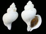 Neptunea pribiloffensis humboldtiana